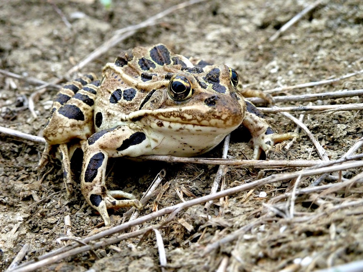 Plains (Blair's) Leopard Frog