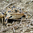 Plains (Blair's) Leopard Frog