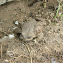 Sapo Espinoso / Warty Toad