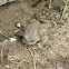 Sapo Espinoso / Warty Toad
