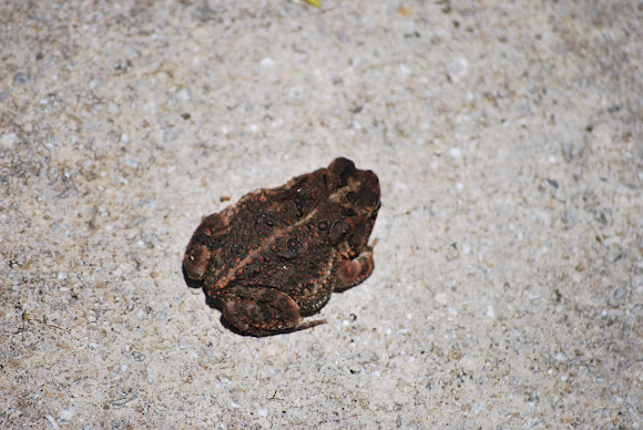 Spotting Image 1