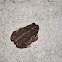 Oak Toad