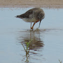 Lesser Yellowlegs