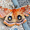 Polyphemus Moth