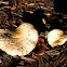 Agrocybe