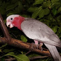 Galah