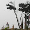 monterrey cypress