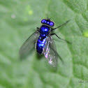 Blue Long-legged Fly