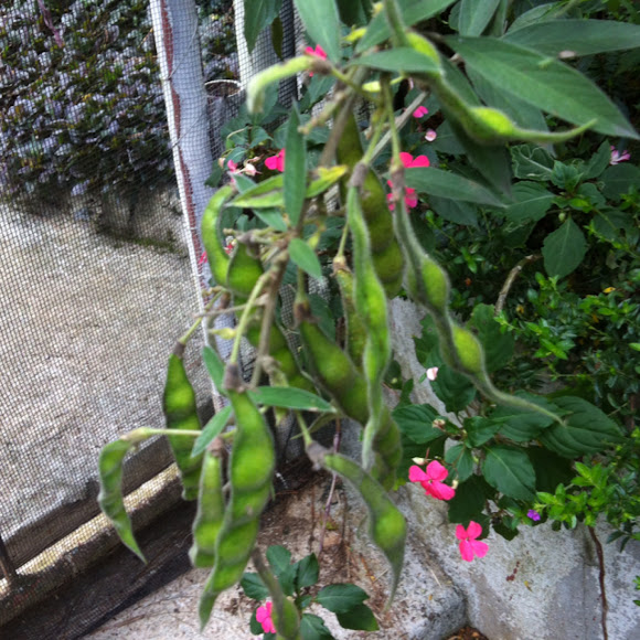 Spotting Image 1