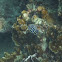 Phyllidia varicosa