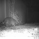 Raccoon