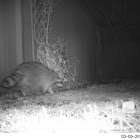 Raccoon