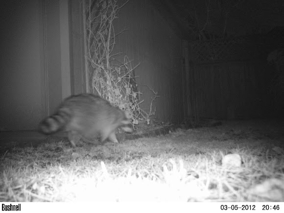 Spotting Image 1