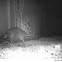 Raccoon