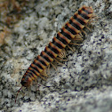 Millipede