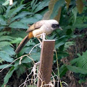 Masked Laughingthrush 黑臉噪鶥
