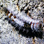 Painted Apple Moth