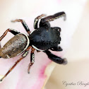 Jumping Spider (male)
