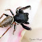 Jumping Spider (male)