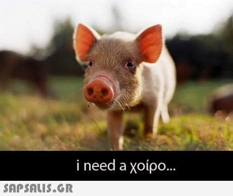 i need a χοίρο 