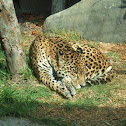 Jaguar 