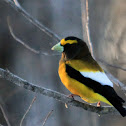 Evening Grosbeak