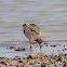 Redshank; Archibebe Común