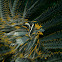 Crinoid clingfish