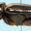 coconut rhinoceros beetle