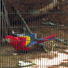 Scarlet Macaw
