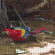 Scarlet Macaw