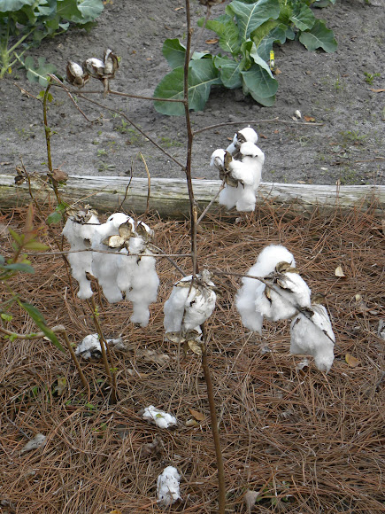 Spotting Image 1