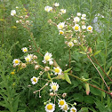 Daisy Fleabane