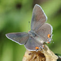 Gray Hairstreak