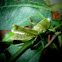 grasshoper