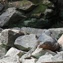 Southeast Asian Water Monitor