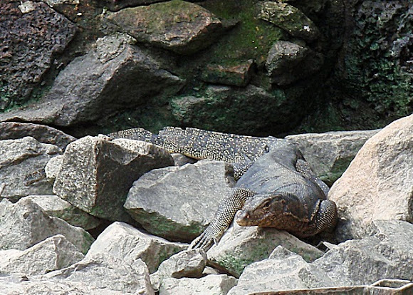 Spotting Image 1