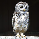Chaco Owl