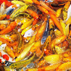 Common Carp