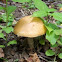Leccinum sp.
