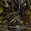 Dart Frog