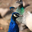 Peacock