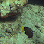 Yellowtail Damselfish