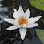 White Lotus