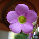 Garden Pink-Sorrel (Clover)