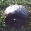 Common Snapping Turtle