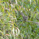 Lincoln's Sparrow