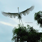 Great White Egret