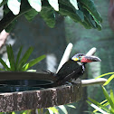 Toucan
