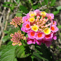 Lantana